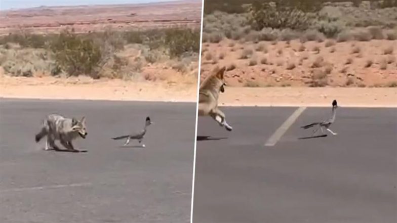 Viral Video: सड़क पर दिखी पक्षी और कुत्ते के बीच गजब की रेस, रोमांचक नजारे ने उड़ाए लोगों के होश