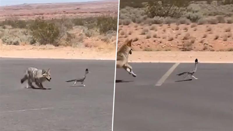 Viral Video: सड़क पर दिखी पक्षी और कुत्ते के बीच गजब की रेस, रोमांचक नजारे ने उड़ाए लोगों के होश