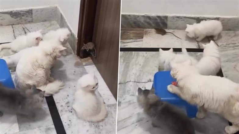 Viral Video: बिल्लियों के झुंड में फंसे नन्हे चूहे की डर के मारे हुई हालत खराब, फिर जो हुआ&hellip; देखकर दंग रह जाएंगे आप