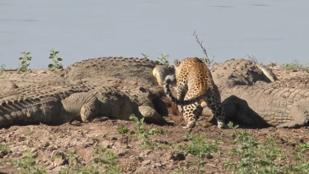 Viral Video: मगरमच्छों के झुंड के बीच घुसकर शिकार छीनने लगा तेंदुआ, खौफनाक मंजर देख दंग रह जाएंगे आप