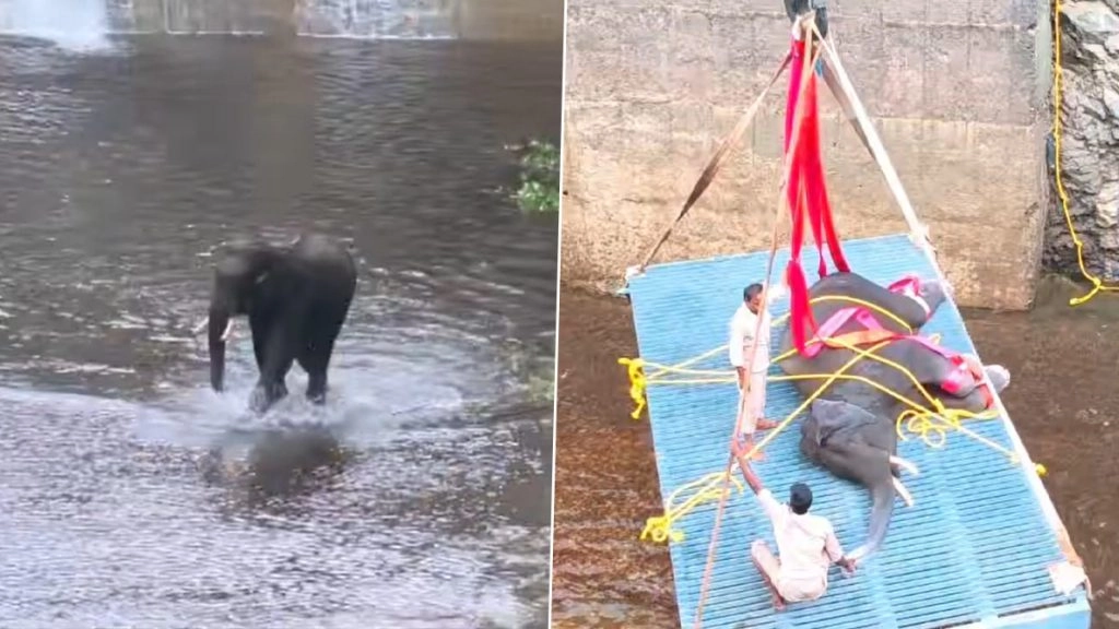 Viral Video: खतरनाक गहरी नहर में गिरा हाथी, घंटों की कड़ी मशक्कत के बाद गजराज को किया गया रेस्क्यू