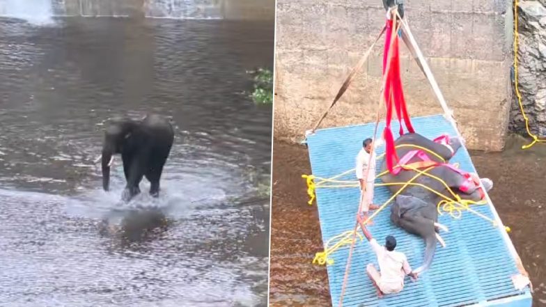 Viral Video: खतरनाक गहरी नहर में गिरा हाथी, घंटों की कड़ी मशक्कत के बाद गजराज को किया गया रेस्क्यू