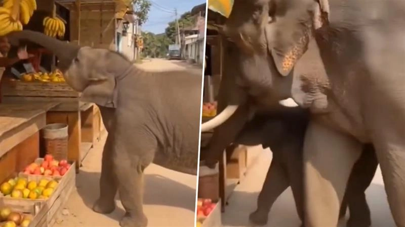 फल की दुकान पर पहुंचकर केल पर झपट पड़ा नन्हा हाथी, तभी वहां पहुंच गई मां हथिनी, फिर जो हुआ… देखें Viral Video
