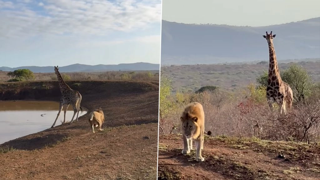 शिकार करने के इरादे से शेर ने मारा जिराफ पर झपट्टा, जंगल में दिखी जिंदगी की ऐसी रेस... देखें Viral Video