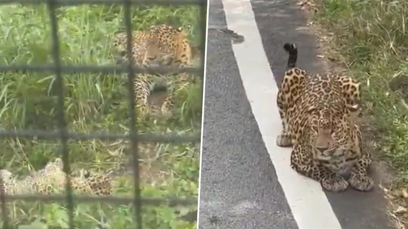 Scary! कर्नाटक के बन्नेरघट्टा राष्ट्रीय उद्यान में सफारी बस पर तेंदुए का हमला, महिला घायल, देखें Viral Video