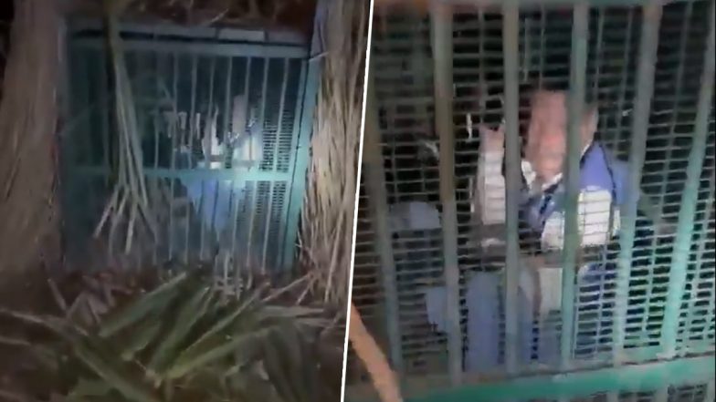 VIDEO: जिंदा बकरी चुराने की कोशिश में तेंदुए के पिंजरे में फंस गया शख्स, रात भर वहीं अटका रहा