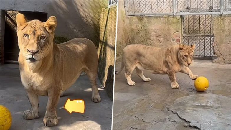 Viral Video: कॉर्गी नाम के बौने शेर ने अपनी क्यूटनेस से जीता सबका दिल, मनमोहक वीडियो हुआ वायरल
