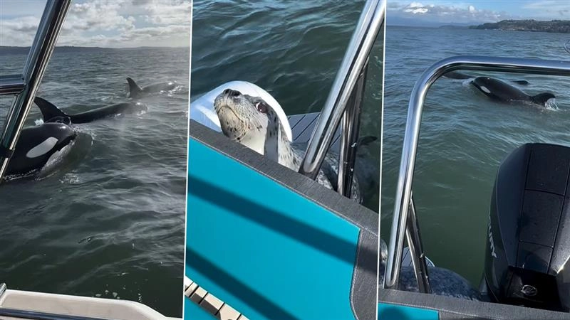 अमेरिका के सिएटल के पास सील ने मौत को दिया चकमा, जान बचाने के लिए नाटकीय ढंग से नाव पर चढ़ी (Watch Viral Video)