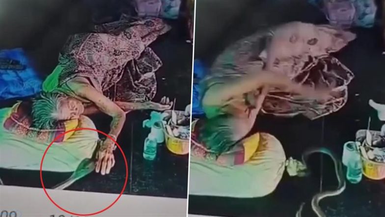 Viral Video: गहरी नींद में सो रही बुजुर्ग महिला की उंगली पर किंग कोबरा ने काटा, दिल दहला देने वाला वीडियो हुआ वायरल