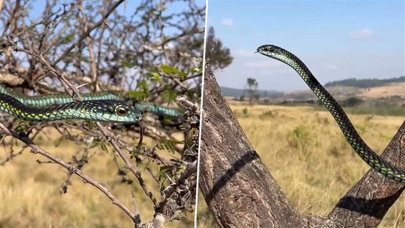 साइलेंट किलर! सबसे जहरीला है अफ्रीका का यह सांप, इसने काट लिया तो मौत है पक्की (Watch Viral Video)