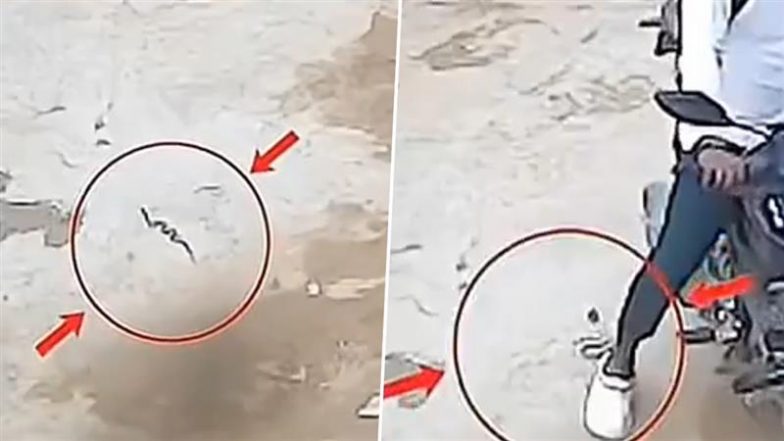 Shocking Video: पार्किंग करते समय बाइक सवार ने गलती से सांप पर रख दिया पैर, नागराज ने किया पलटवार और फिर…