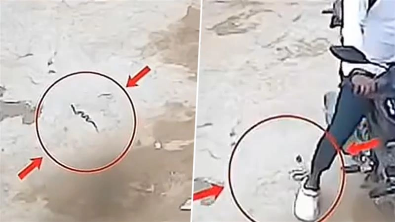 Shocking Video: पार्किंग करते समय बाइक सवार ने गलती से सांप पर रख दिया पैर, नागराज ने किया पलटवार और फिर…