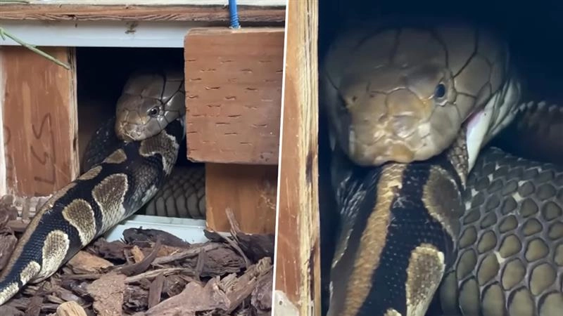 Viral Video: पलक झपकते ही अजगर को निगल गया किंग कोबरा, खौफनाक शिकार का वीडियो हुआ वायरल