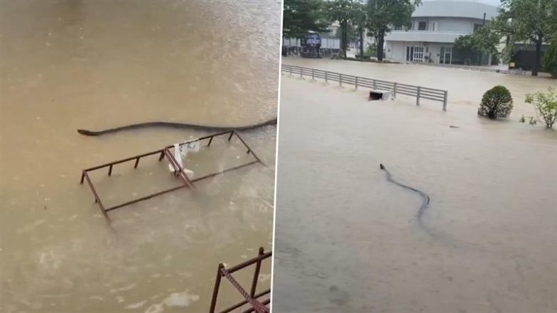 Thailand Flood: थाईलैंड में आई बाढ़ के पानी में तैरता दिखा विशालकाय सांप, रोंगटे खड़े कर देने वाला वीडियो हुआ वायरल