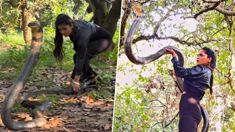 किंग कोबरा को छूने की कोशिश करते ही हुआ मौत से सामना, Viral Video में देखें कैसे बाल-बाल बची लड़की की जान