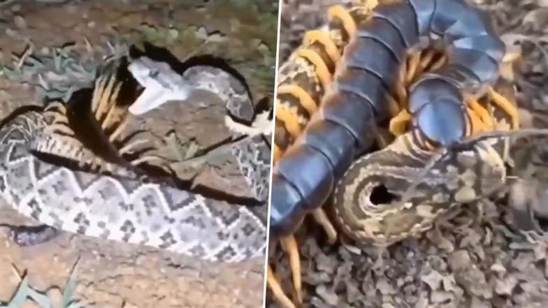 छोटा सा कीड़ा पड़ा खतरनाक सांप पर भारी, Viral Video में देखें कैसे कर दी नागराज की हालत खराब
