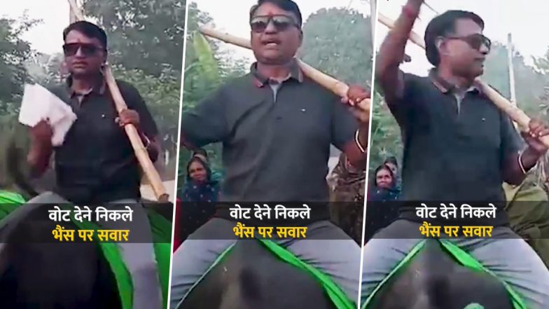 VIDEO: बिहार के भगवानपुर में मतदान का अनोखा नजारा, लालू के करीबी नेता भैंस पर सवार होकर पहुंचे वोट डालने