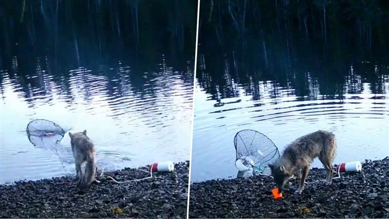 Viral Video: खुद का पेट भरने के लिए मछली पकड़ने के औजारों का इस्तेमाल करता है भेड़िया, वैज्ञानिकों ने किया चौंकाने वाला खुलासा