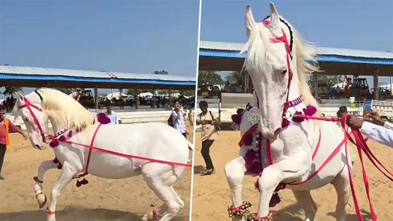 Viral Video: पुष्कर मेले में ‘डांसिंग स्टार राणा’ ने खींचा सबका ध्यान, अपने मूव्स से जीत लिया सबका दिल