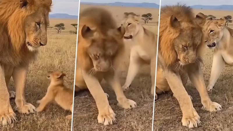 Viral Video: नन्हे शावक पर गुर्राया शेर तो शेरनी ने जड़ दिया थप्पड़, जंगल के राजा का हालत देख हंस पड़ेंगे आप