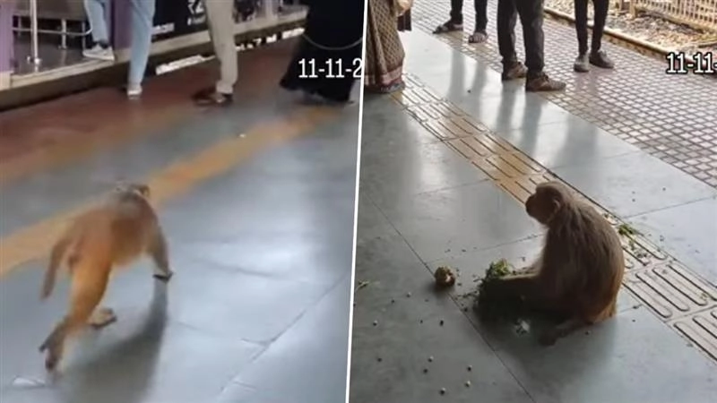 Viral Video: ठाणे के कल्याण रेलवे स्टेशन पर व्यस्त समय में घूमता दिखा बंदर, हैरान करने वाला वीडियो हुआ वायरल
