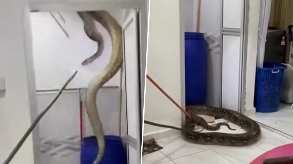 Viral Video: बाथरूम की छत फाड़कर जमीन पर गिरा विशालकाय अजगर, नजारा देख उड़े घरवालों के होश