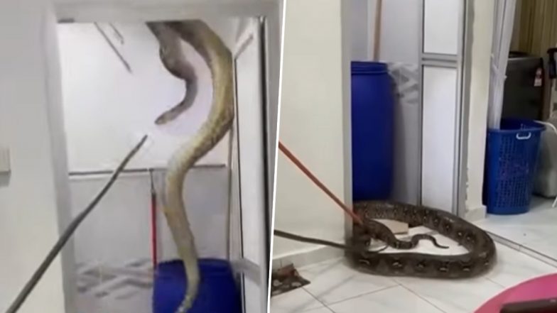 Viral Video: बाथरूम की छत फाड़कर जमीन पर गिरा विशालकाय अजगर, नजारा देख उड़े घरवालों के होश