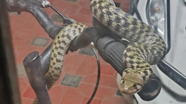 केरल में साइकिल के हैंडल पर लिपटा दिखा विशालकाय सांप, लोगों ने AI के जरिए की उसकी प्रजाति की पहचान (See Pic)