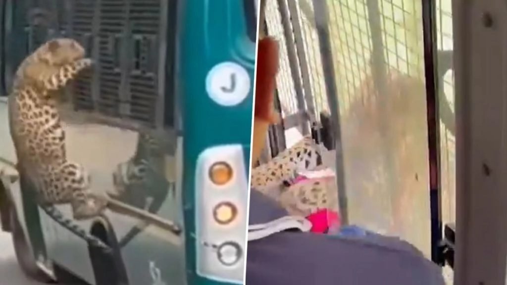 बेंगलुरु के बन्नेरघट्टा नेशनल पार्क में सफारी बस की खिड़की से झपटा तेंदुआ, महिला घायल; Video