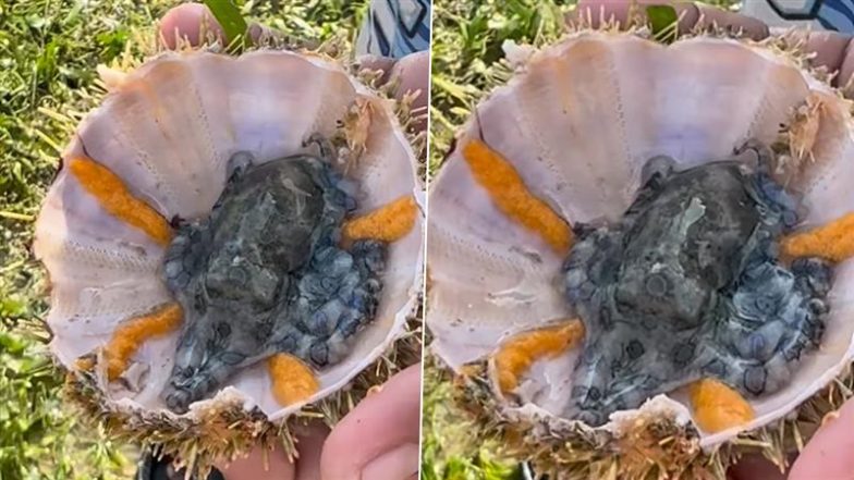 World's Most Venomous Octopus: फिलीपींस समुद्र तट पर एक बच्चे को मिला दुनिया का सबसे जहरीला ऑक्टोपस, देखें वीडियो