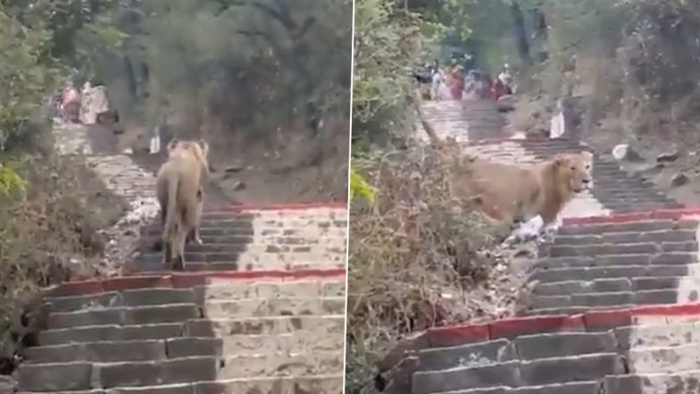 Palitana: गुजरात के पालिताना के जैन मंदिर में जा रहे थे श्रद्धालु, अचानक पीछे झाड़ियों से निकला शेर, VIDEO हुआ वायरल