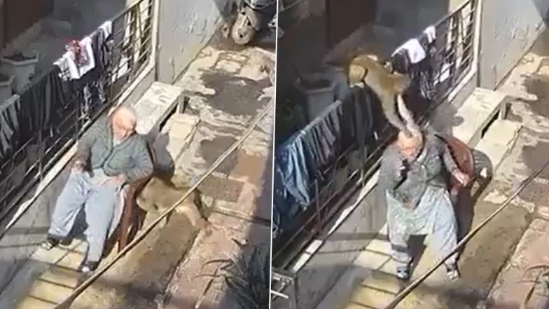 Monkey Attack: कुर्सी पर बैठी बुजुर्ग पर बंदरों ने किया हमला, महिला हुई घायल, बहादुरगढ़ के लोगों में फैला डर: VIDEO