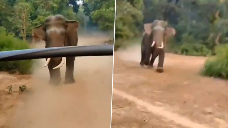 VIDEO: बिजनौर के अमानगढ़ टाइगर रिज़र्व रेंज में पर्यटकों की गाड़ी के पीछे दौड़ा हाथी, बाल बाल बची लोगों की जान