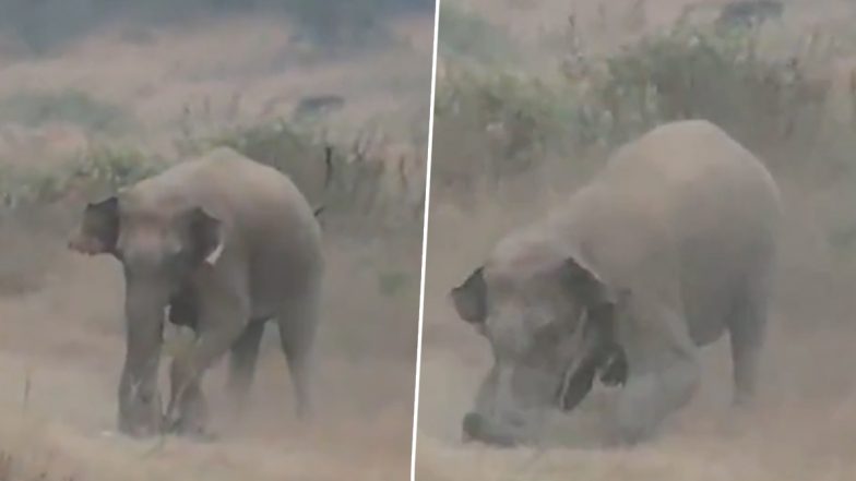 Elephant Tramples Man: रामगढ में हाथी ने किया CCL कर्मी पर हमला, कुचलकर उतारा मौत के घाट, भयावह घटना हुई कैद: VIDEO