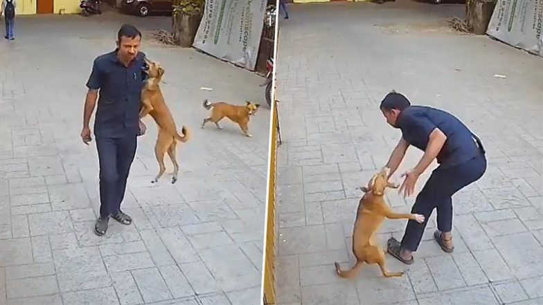 Goregaon Dog Attack Video: मुंबई के गोरेगांव में स्कूल में चौकीदार पर कुत्ते ने अचानक किया हमला; कंधे पर चढ़कर काटा