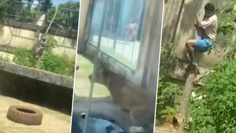 Brazil: ब्राज़ील के चिड़ियाघर में घुसा 19 साल का लड़का, शेरनी ने मौके पर ही मार डाला, देखें डरावना वीडियो