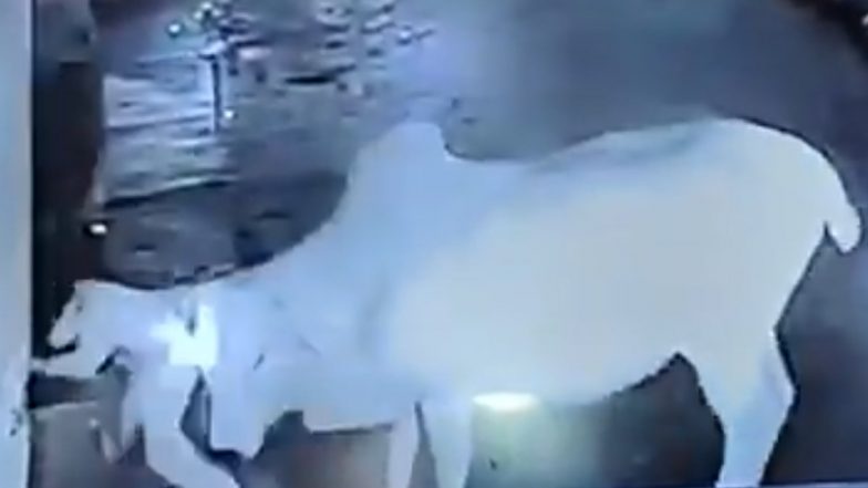 Bull Attack in Raebareli: रायबरेली में घर के सामने खेली रही बच्ची पर सांड ने किया हमला, बाल बाल बची मासूम की जान: VIDEO