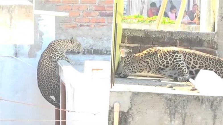 Nagpur Leopard Attack: नागपुर के पारडी इलाके में तेंदुए की दहशत, रिहायशी क्षेत्र में घुसकर 7 लोगों पर किया हमला, कई घायल (Watch Video)