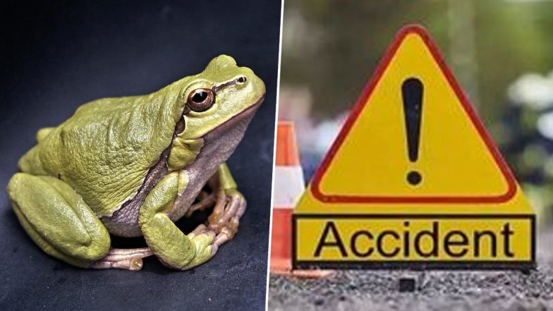 Palghar Road Accident: एक मेंढक की वजह से हुआ एक्सीडेंट, 2 ऑटो रिक्शा सड़क पर भिड़े, 7 लोग हुए घायल, जानें क्या है पूरी घटना?