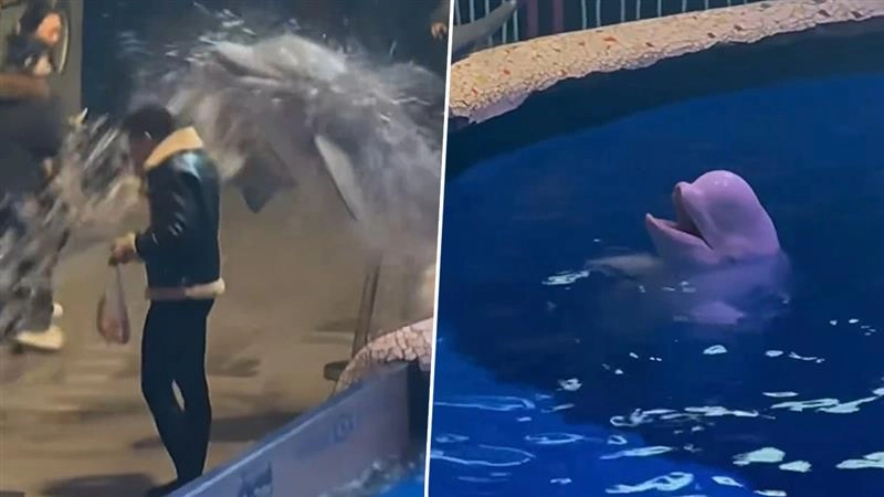 चीन के एक्वेरियम में नो-स्मोकिंग जोन में सिगरेट जलाते व्यक्ति को बेलूगा व्हेल ने अचानक मार दी टक्कर (Watch Video)
