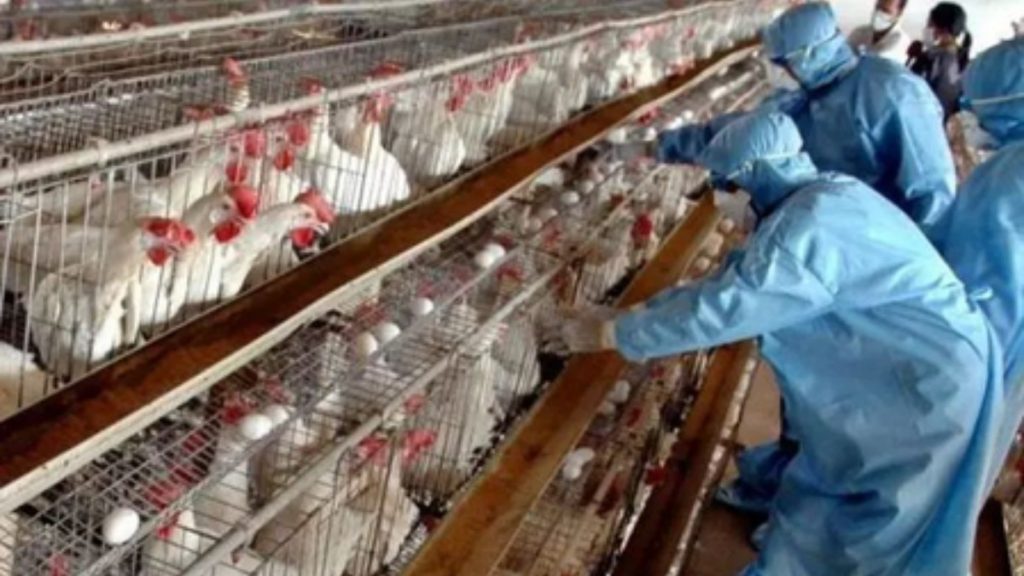 Bird Flu: केरल में बर्ड फ्लू के मामले आए सामने, पड़ोसी राज्य तमिलनाडु के नमक्कल में उठाए गए कड़े कदम