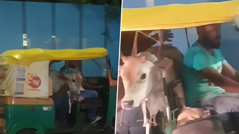 Viral Video: बेंगलुरु की सड़क पर ‘ऑटो का पैसेंजर' बना बछड़ा, रिक्शा में सवारी करते जानवर का वीडियो हुआ वायरल