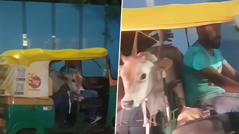 Viral Video: बेंगलुरु की सड़क पर ‘ऑटो का पैसेंजर' बना बछड़ा, रिक्शा में सवारी करते जानवर का वीडियो हुआ वायरल