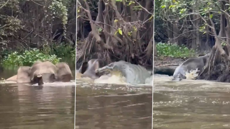 Viral Video: नदी पार करने के लिए पानी में उतरा हाथी, उस पर कहर बनकर टूट पड़ा मगरमच्छ और फिर&hellip;