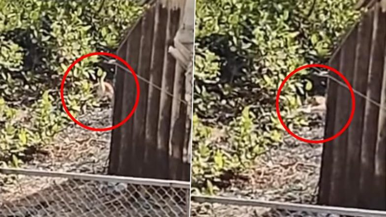 Viral Video: ठाणे के पोखरण रोड नंबर 2 पर दिखा तेंदुआ, स्थानीय लोगों में दहशत का माहौल