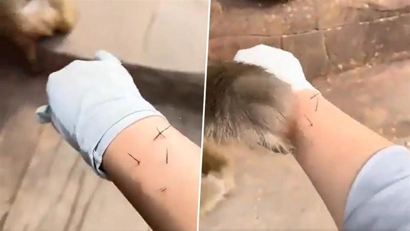 दयालु बंदर! शख्स के हाथ में चूभे कांटों को एक-एक कर निकाला, जानवर की इंसानियत ने जीता दिल (Watch Viral Video)