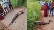 Python Rescue Caught on Camera: मुंबई के BKC में जियो वर्ल्ड ड्राइव के पास मिला 7 फीट लंबा अजगर, किया गया रेस्क्यू; VIDEO