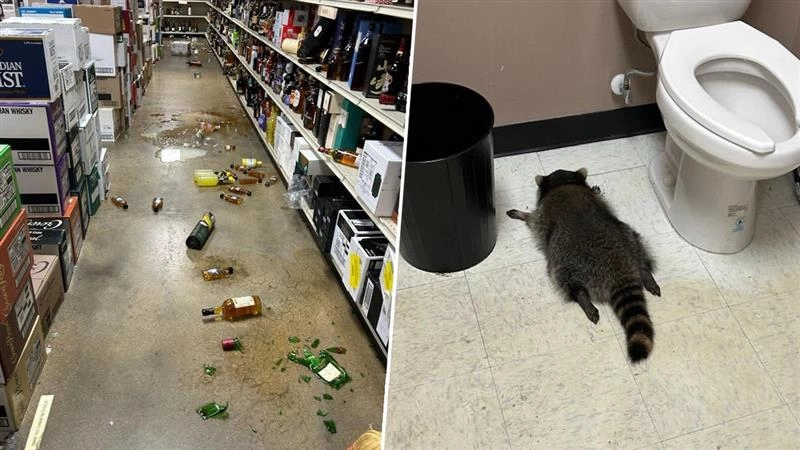 नशे में धुत्त हुआ रैकून, शराब की दुकान के बाथरूम में बेहोशी की हालत में आया नजर (See Viral Pics)