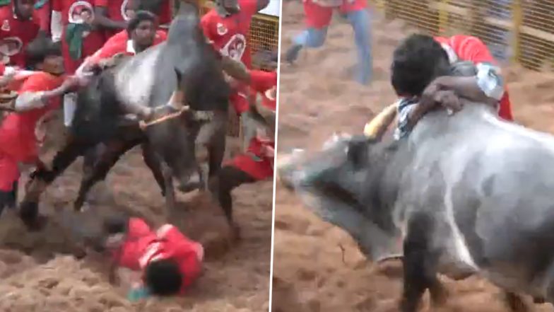 Jallikattu 2026: मदुरै के अवनियापुरम में जल्लीकट्टू का आगाज़, पोंगल पर उमड़ा जनसैलाब, सांडों ने दिखाई ताकत (Watch Video)