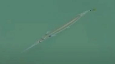 Peacock Fish: द्वारका के गोमती घाट पर दिखी दुर्लभ &lsquo;मोर जैसी मछली&rsquo;, VIDEO वायरल होते ही सोशल मीडिया पर चर्चा का विषय बनी